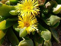 Glottiphyllum longum ©JLcoll.1816  Glottiphyllum longum JLcoll.1816